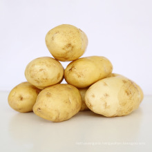 2017 new crop fresh sweet potato wholesale price